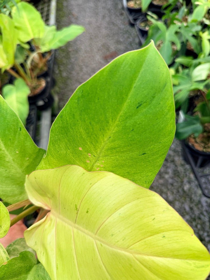 Handpicked 98 - Philodendron Pinnatifidum - Snowdrift | Uprooted