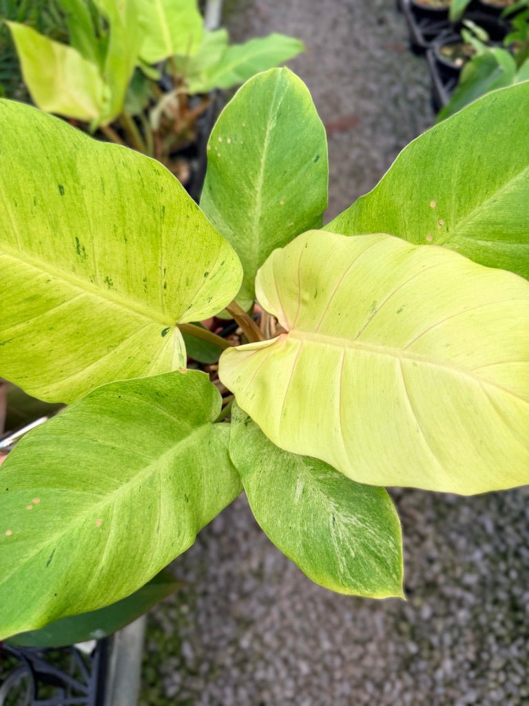 Handpicked 98 - Philodendron Pinnatifidum - Snowdrift | Uprooted