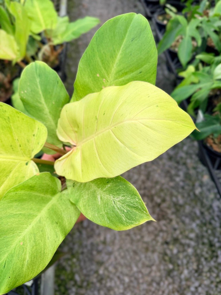 Handpicked 98 - Philodendron Pinnatifidum - Snowdrift | Uprooted