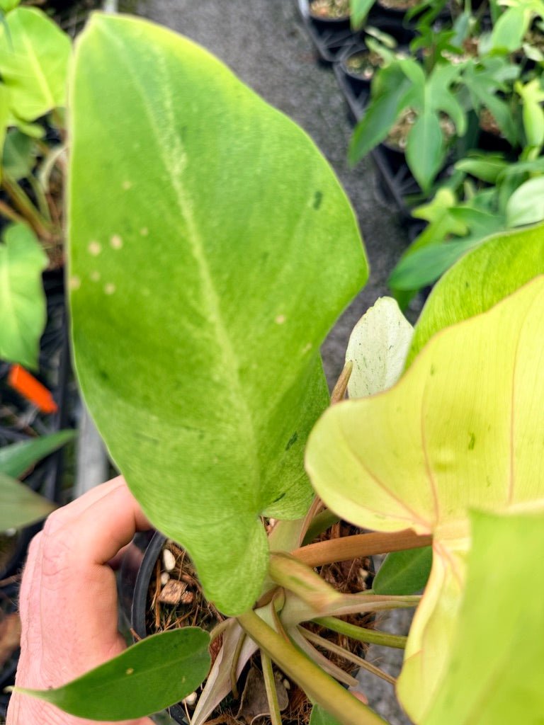 Handpicked 98 - Philodendron Pinnatifidum - Snowdrift | Uprooted