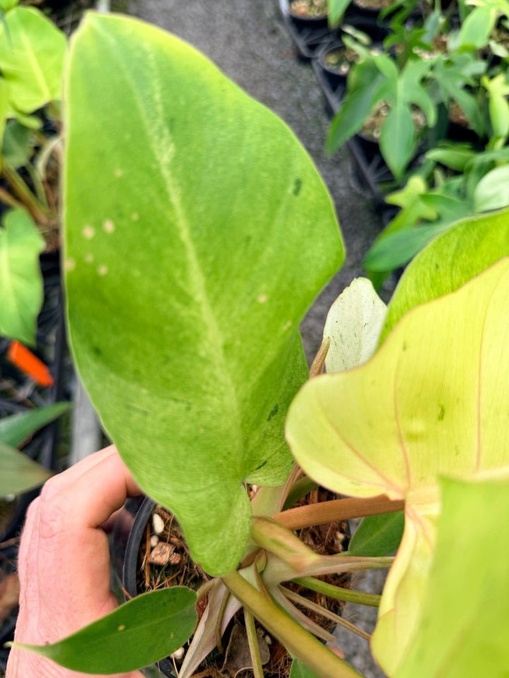 Handpicked 98 - Philodendron Pinnatifidum - Snowdrift | Uprooted