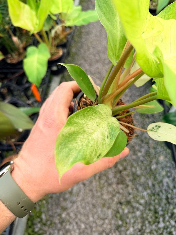 Handpicked 98 - Philodendron Pinnatifidum - Snowdrift | Uprooted