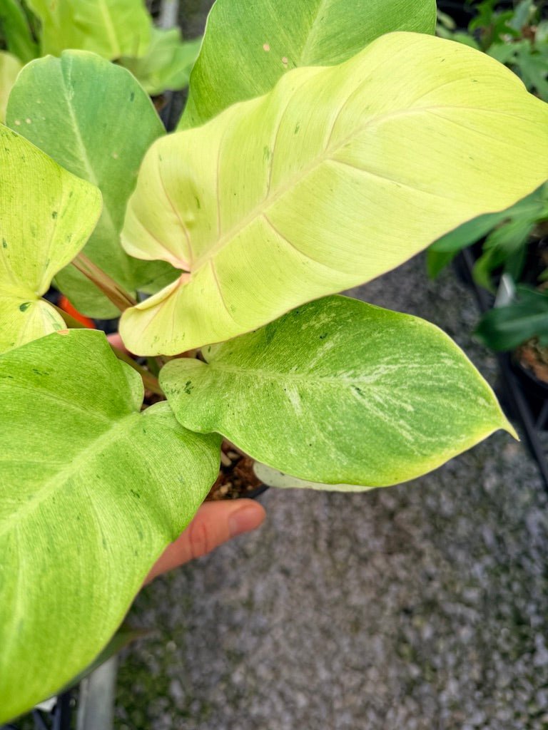 Handpicked 98 - Philodendron Pinnatifidum - Snowdrift | Uprooted