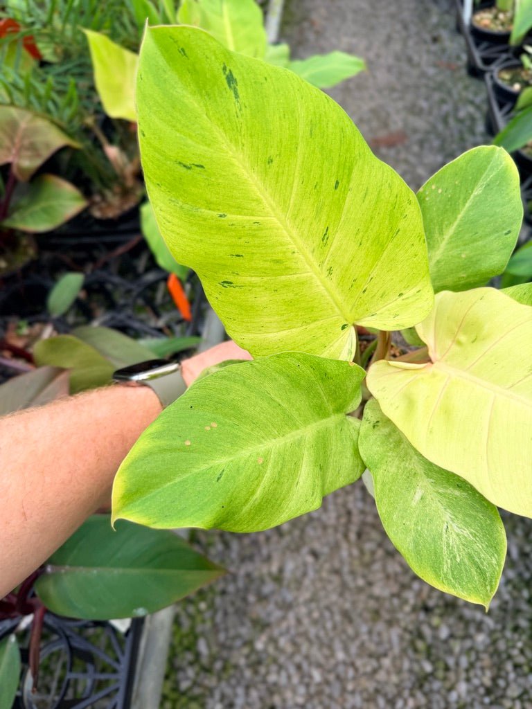 Handpicked 98 - Philodendron Pinnatifidum - Snowdrift | Uprooted