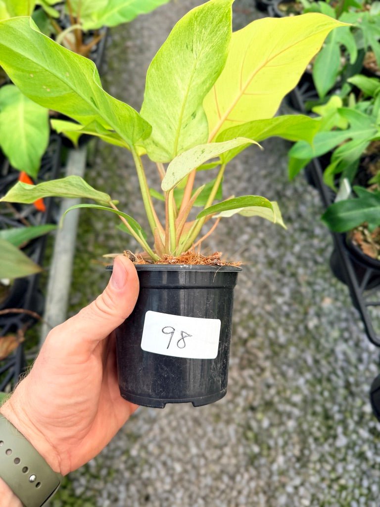 Handpicked 98 - Philodendron Pinnatifidum - Snowdrift | Uprooted