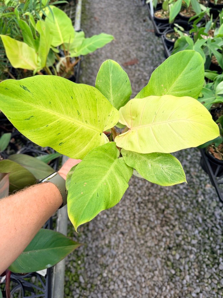 Handpicked 98 - Philodendron Pinnatifidum - Snowdrift | Uprooted