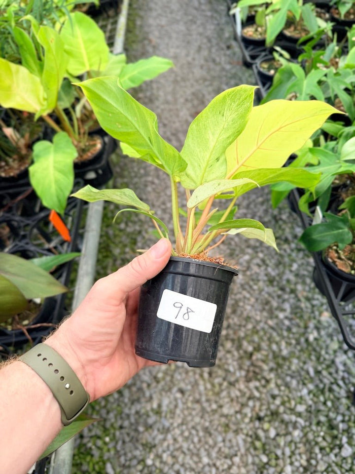 Handpicked 98 - Philodendron Pinnatifidum - Snowdrift | Uprooted