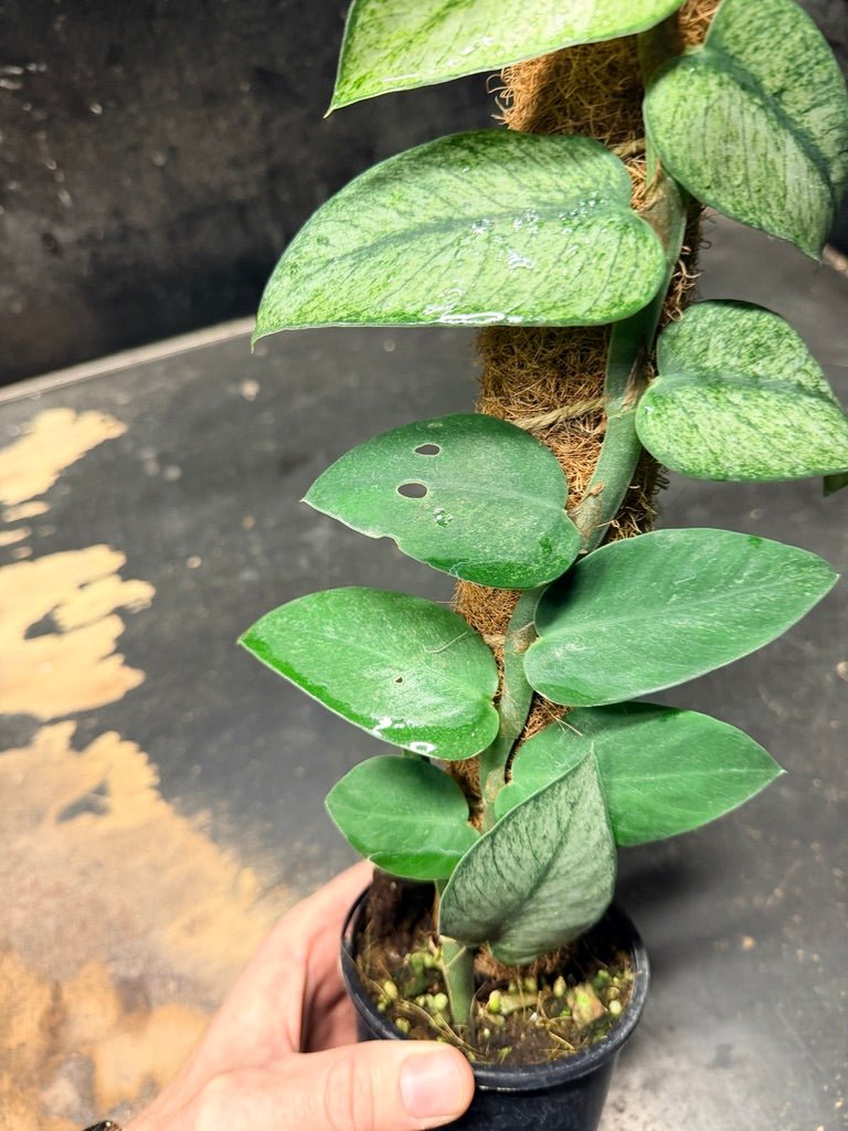 Handpicked 98 - Rhaphidophora Hongkongensis Mint Totem - 100mm Pot | Uprooted