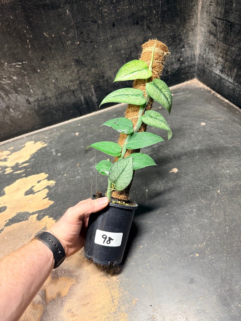Handpicked 98 - Rhaphidophora Hongkongensis Mint Totem - 100mm Pot | Uprooted
