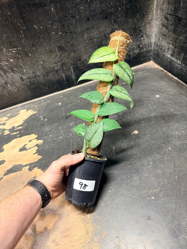 Handpicked 98 - Rhaphidophora Hongkongensis Mint Totem - 100mm Pot | Uprooted