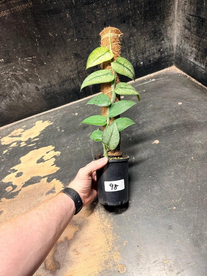 Handpicked 98 - Rhaphidophora Hongkongensis Mint Totem - 100mm Pot | Uprooted