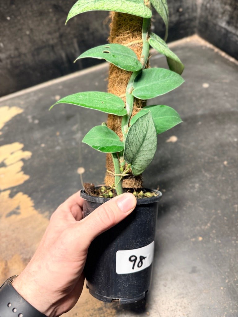 Handpicked 98 - Rhaphidophora Hongkongensis Mint Totem - 100mm Pot | Uprooted