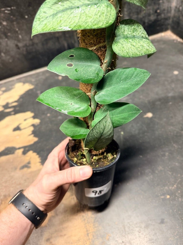 Handpicked 98 - Rhaphidophora Hongkongensis Mint Totem - 100mm Pot | Uprooted