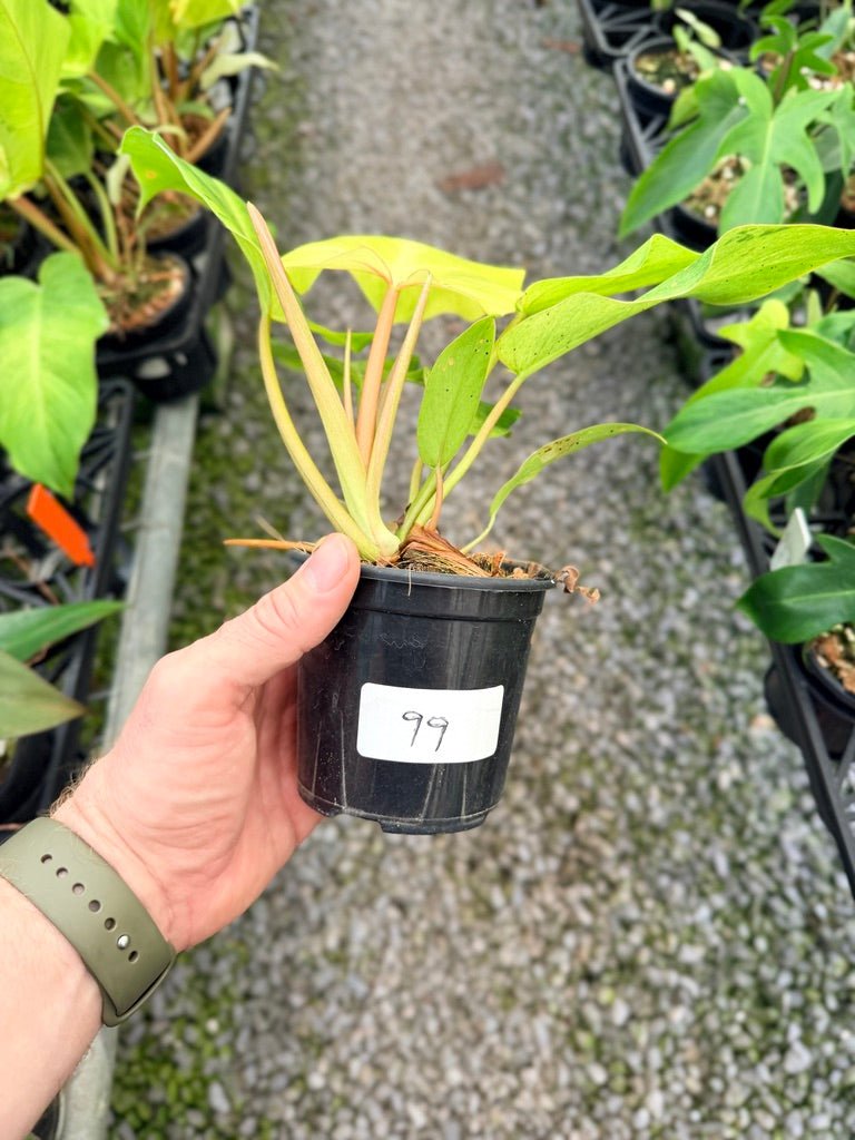 Handpicked 99 - Philodendron Pinnatifidum - Snowdrift | Uprooted