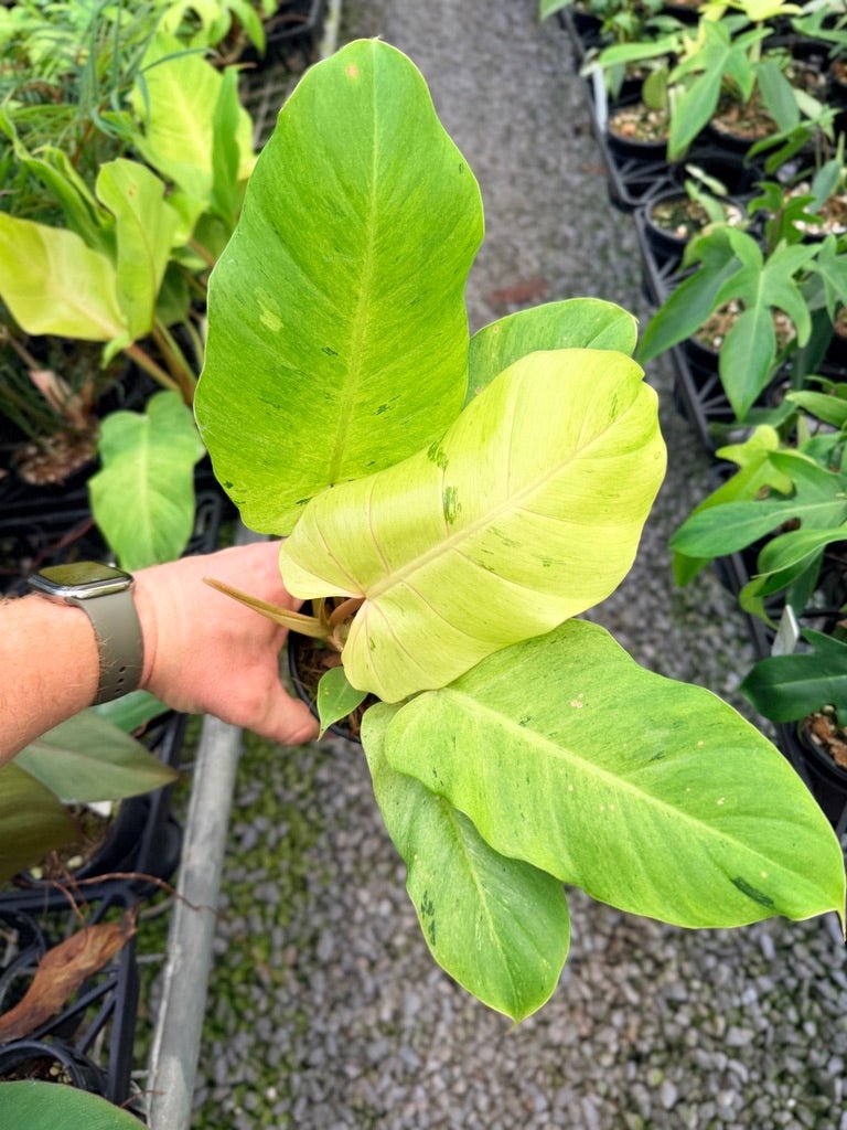 Handpicked 99 - Philodendron Pinnatifidum - Snowdrift | Uprooted