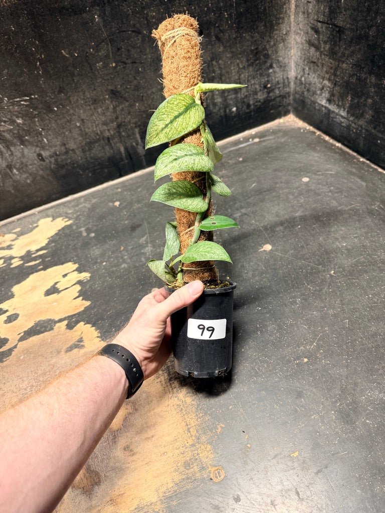 Handpicked 99 - Rhaphidophora Hongkongensis Mint Totem - 100mm Pot | Uprooted