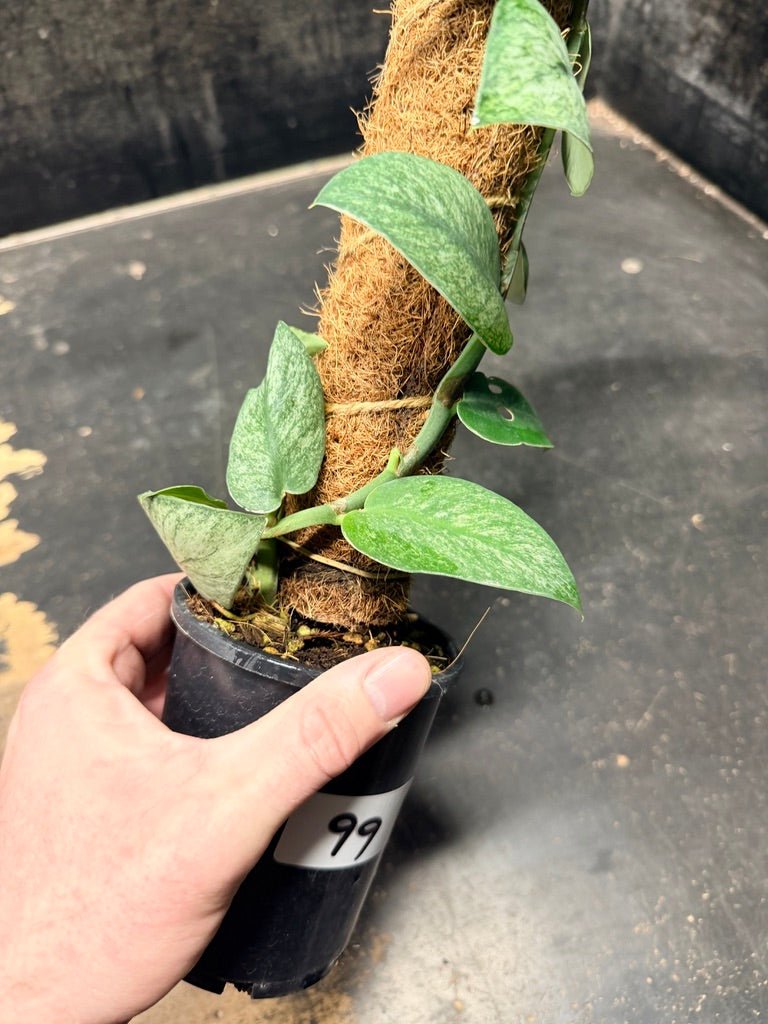 Handpicked 99 - Rhaphidophora Hongkongensis Mint Totem - 100mm Pot | Uprooted