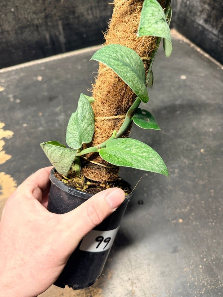 Handpicked 99 - Rhaphidophora Hongkongensis Mint Totem - 100mm Pot | Uprooted