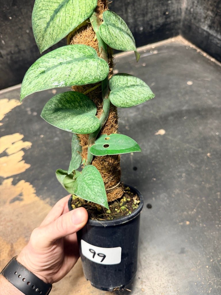 Handpicked 99 - Rhaphidophora Hongkongensis Mint Totem - 100mm Pot | Uprooted