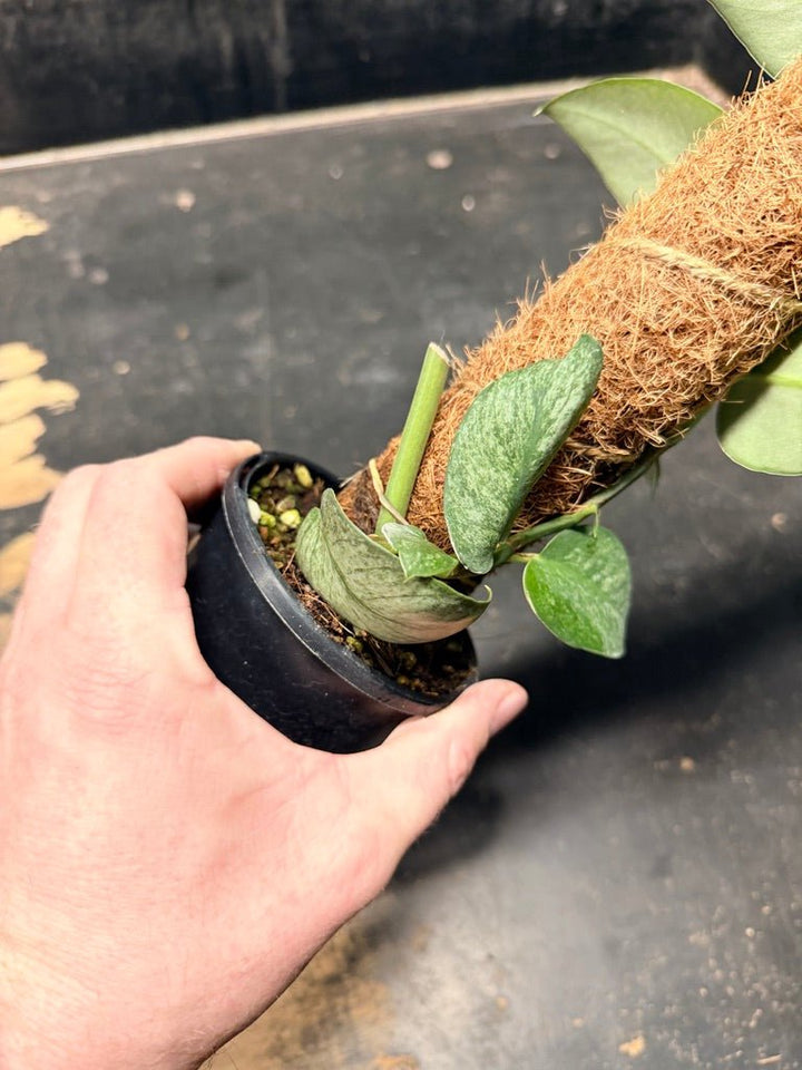 Handpicked 99 - Rhaphidophora Hongkongensis Mint Totem - 100mm Pot | Uprooted