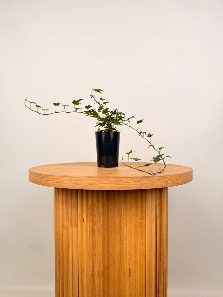 Hedera Helix - Needlepoint | Uprooted