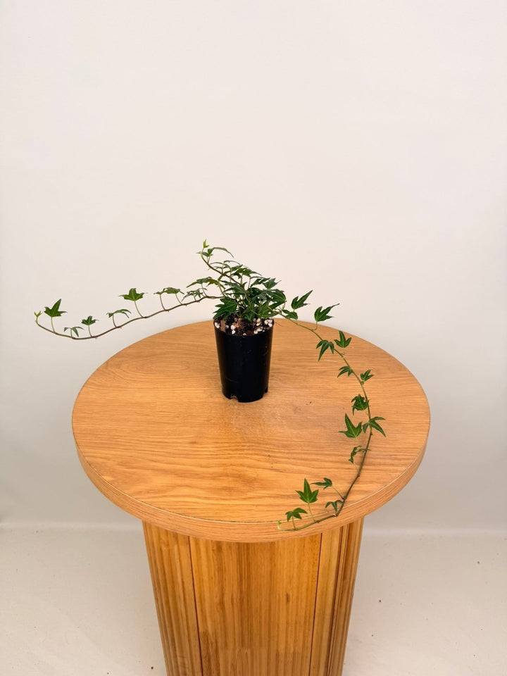 Hedera Helix - Needlepoint | Uprooted
