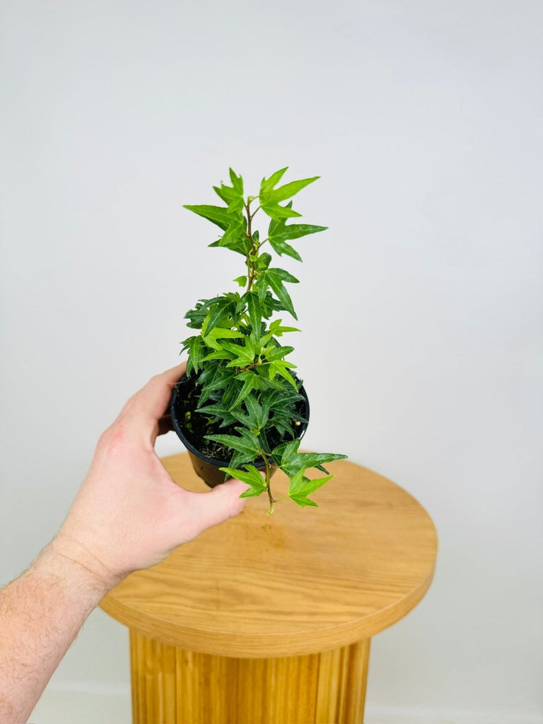 Hedera Helix Needlepoint | Uprooted