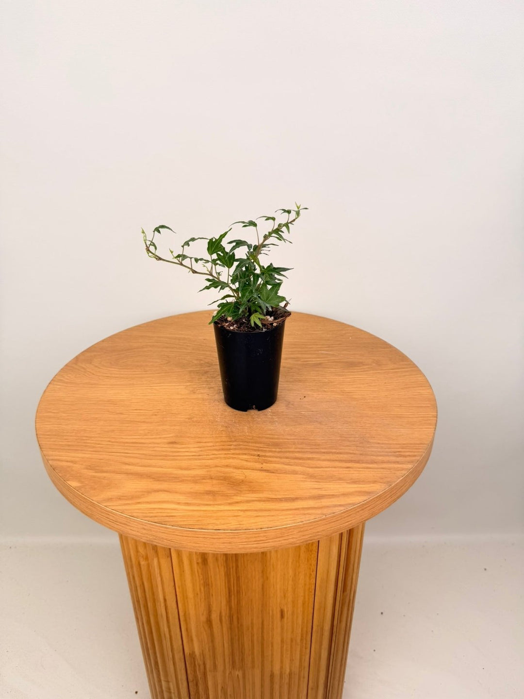 Hedera Helix - Needlepoint | Uprooted