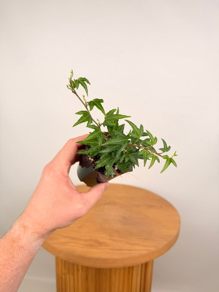 Hedera Helix - Needlepoint | Uprooted