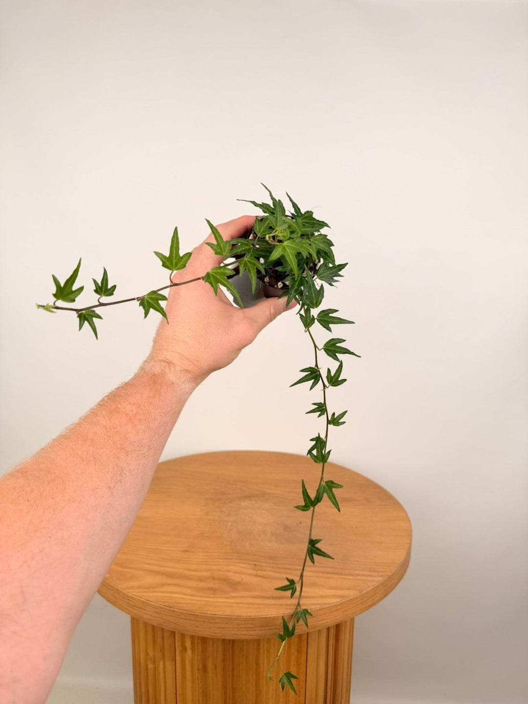 Hedera Helix - Needlepoint | Uprooted