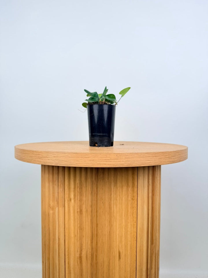 Hemionitis Arifolia - Heart Fern | Uprooted