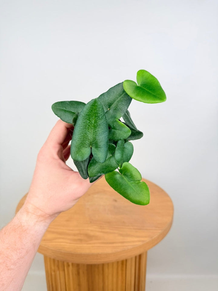 Hemionitis Arifolia - Heart Fern | Uprooted