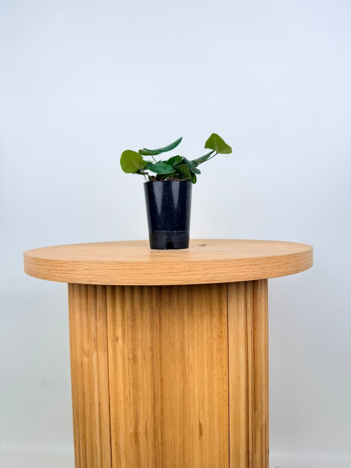 Hemionitis Arifolia - Heart Fern | Uprooted
