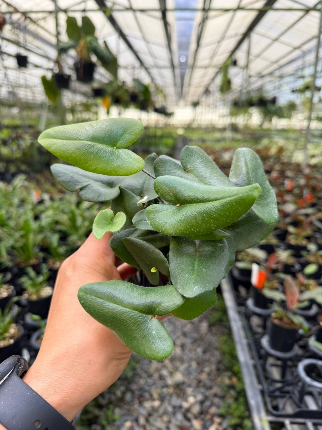 Hemionitis Arifolia - Heart Fern | Uprooted