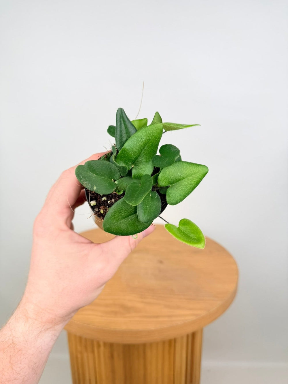 Hemionitis Arifolia - Heart Fern | Uprooted
