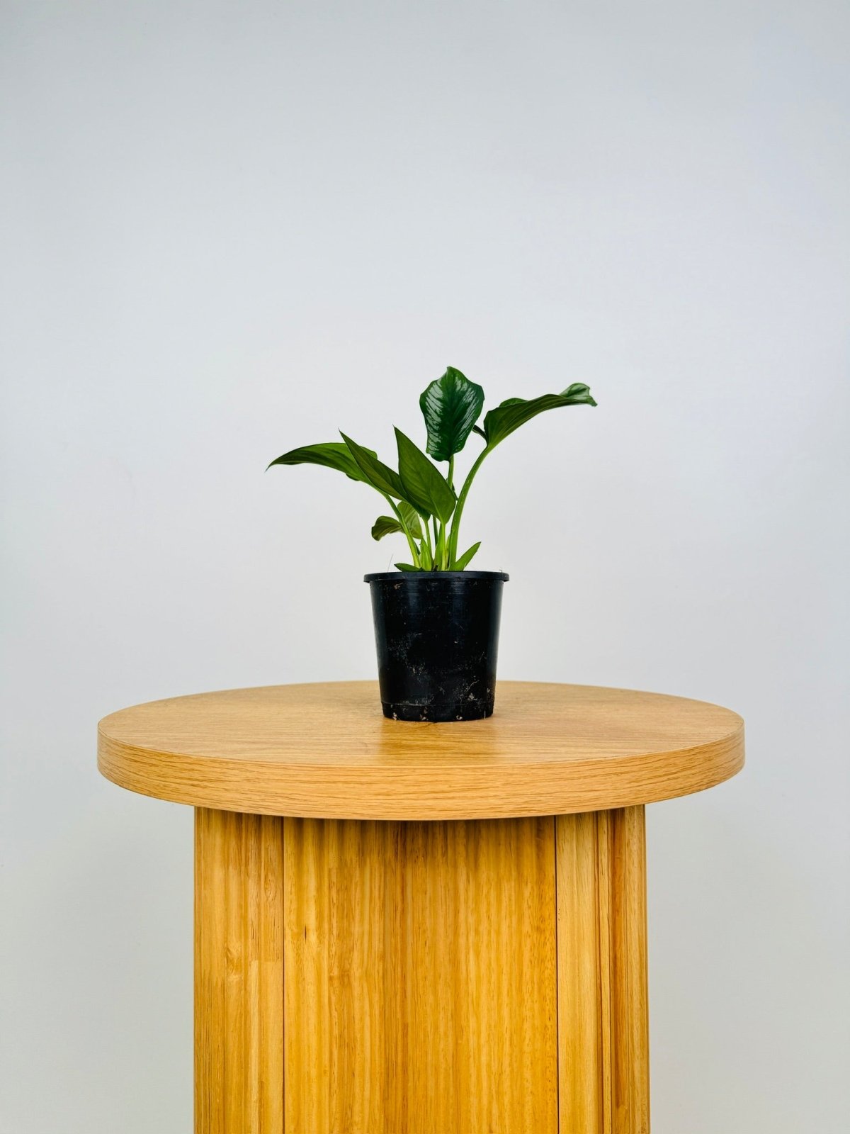 Homalomena sp Riau Sumatra | Uprooted | Buy Plants Online