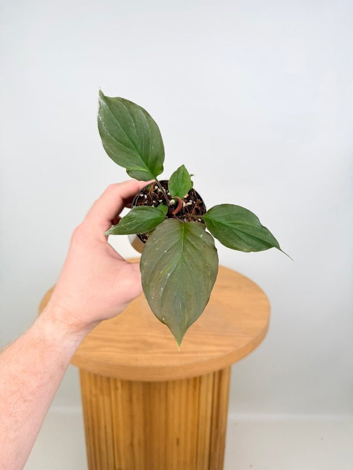 Homalomena Sp. Samrit | Uprooted