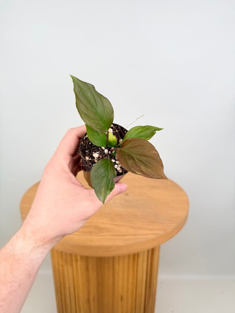Homalomena Sp. Samrit | Uprooted