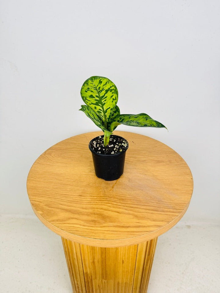 Homalomena Wallisii - Camouflage | Uprooted