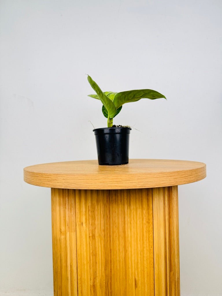 Homalomena Wallisii - Camouflage | Uprooted