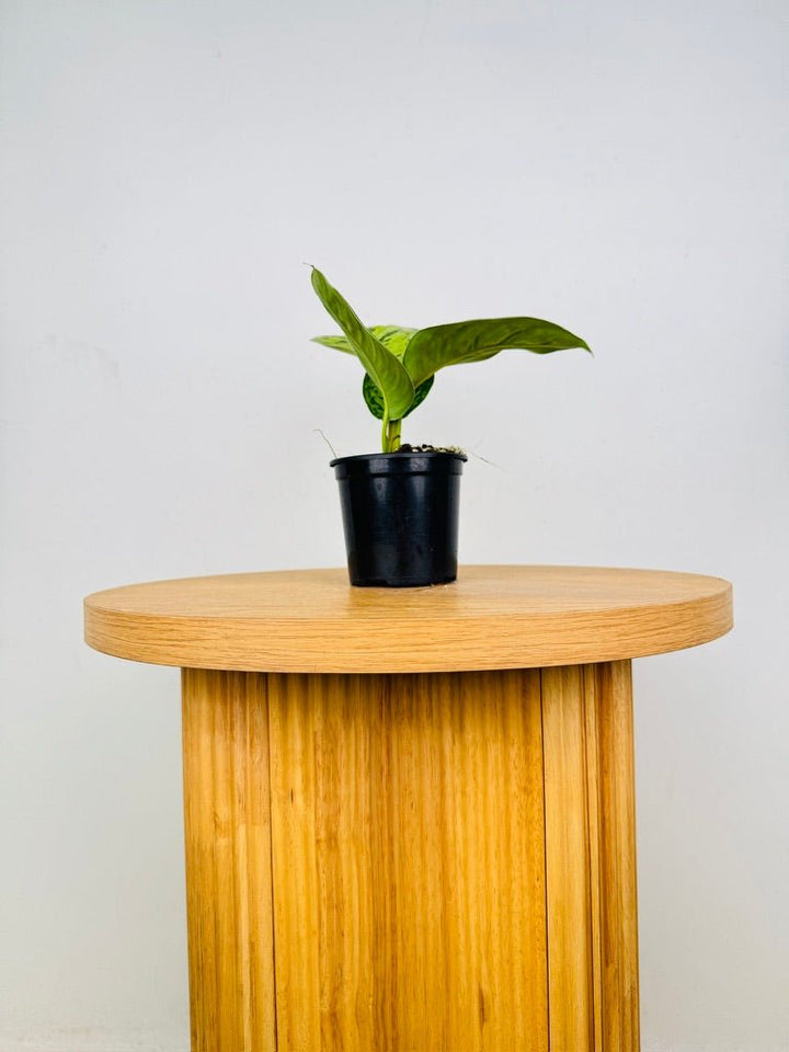 Homalomena Wallisii - Camouflage | Uprooted