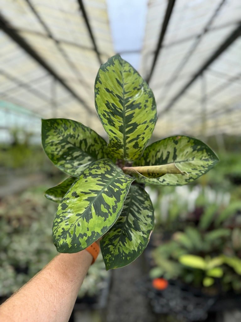 Homalomena Wallisii - Camouflage | Uprooted