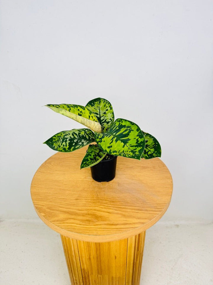 Homalomena Wallisii - Camouflage | Uprooted