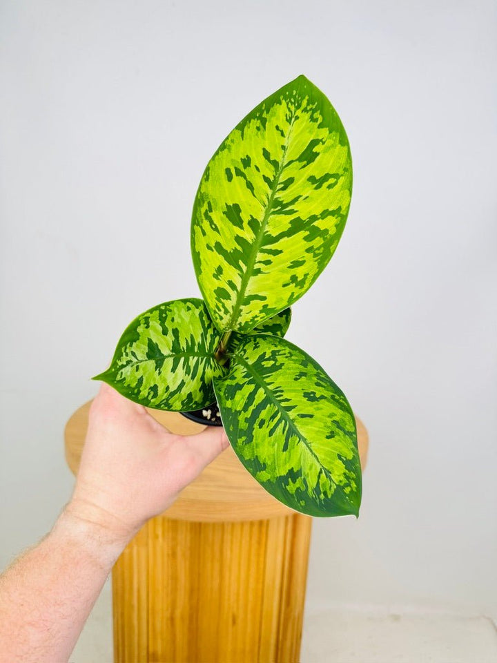 Homalomena Wallisii - Camouflage | Uprooted