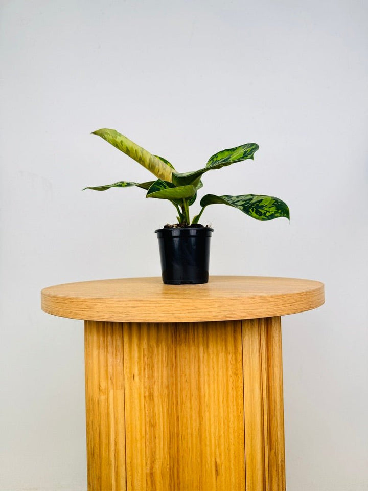 Homalomena Wallisii - Camouflage | Uprooted