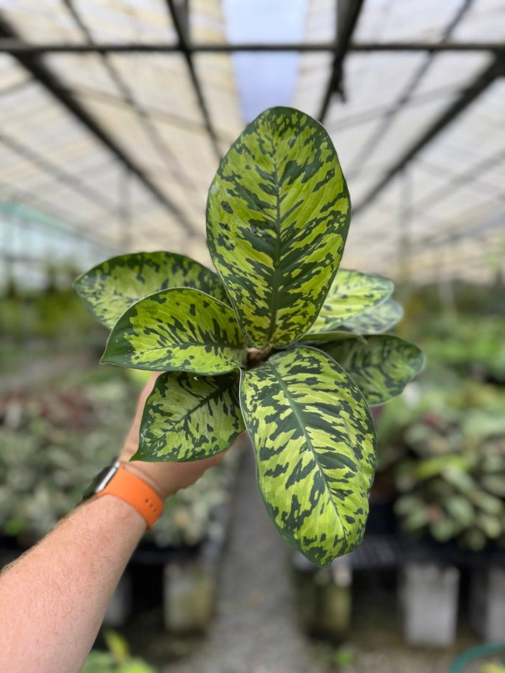 Homalomena Wallisii - Camouflage | Uprooted