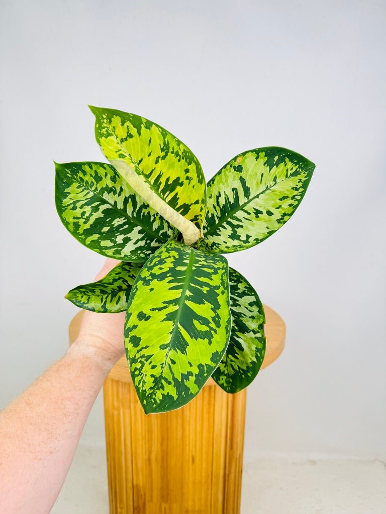 Homalomena Wallisii - Camouflage | Uprooted