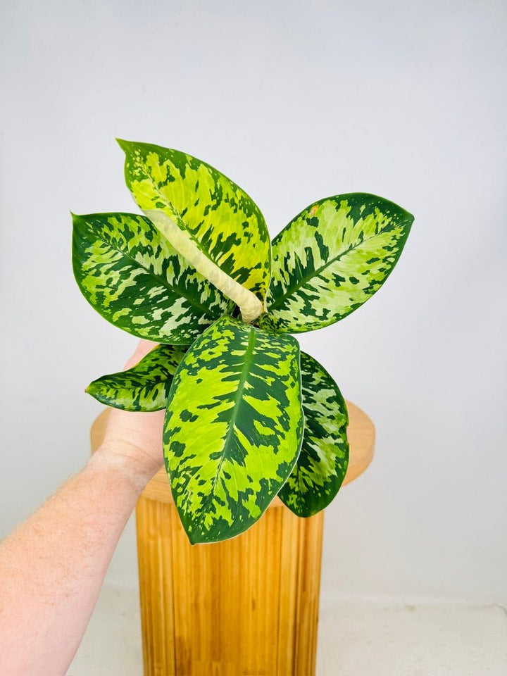 Homalomena Wallisii - Camouflage | Uprooted