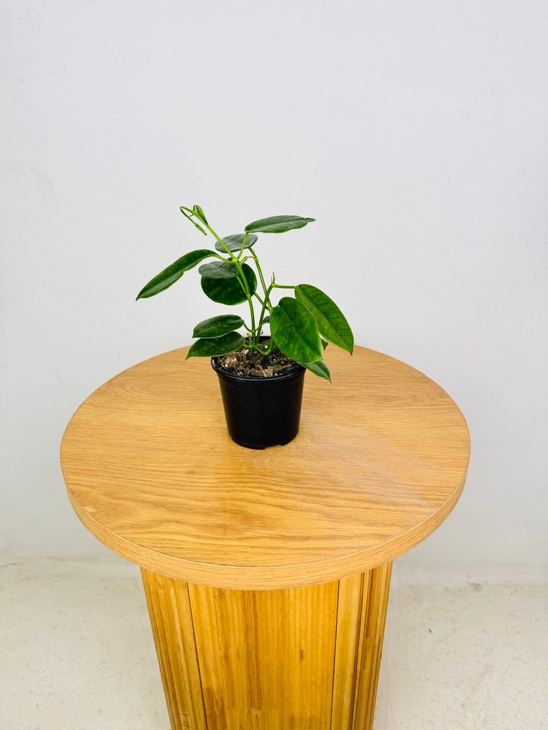 Hoya Ariadna | Uprooted