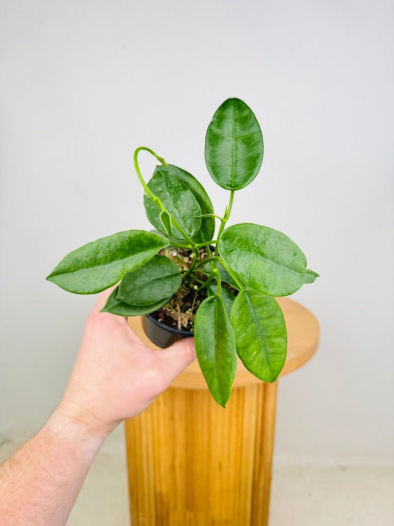 Hoya Ariadna | Uprooted